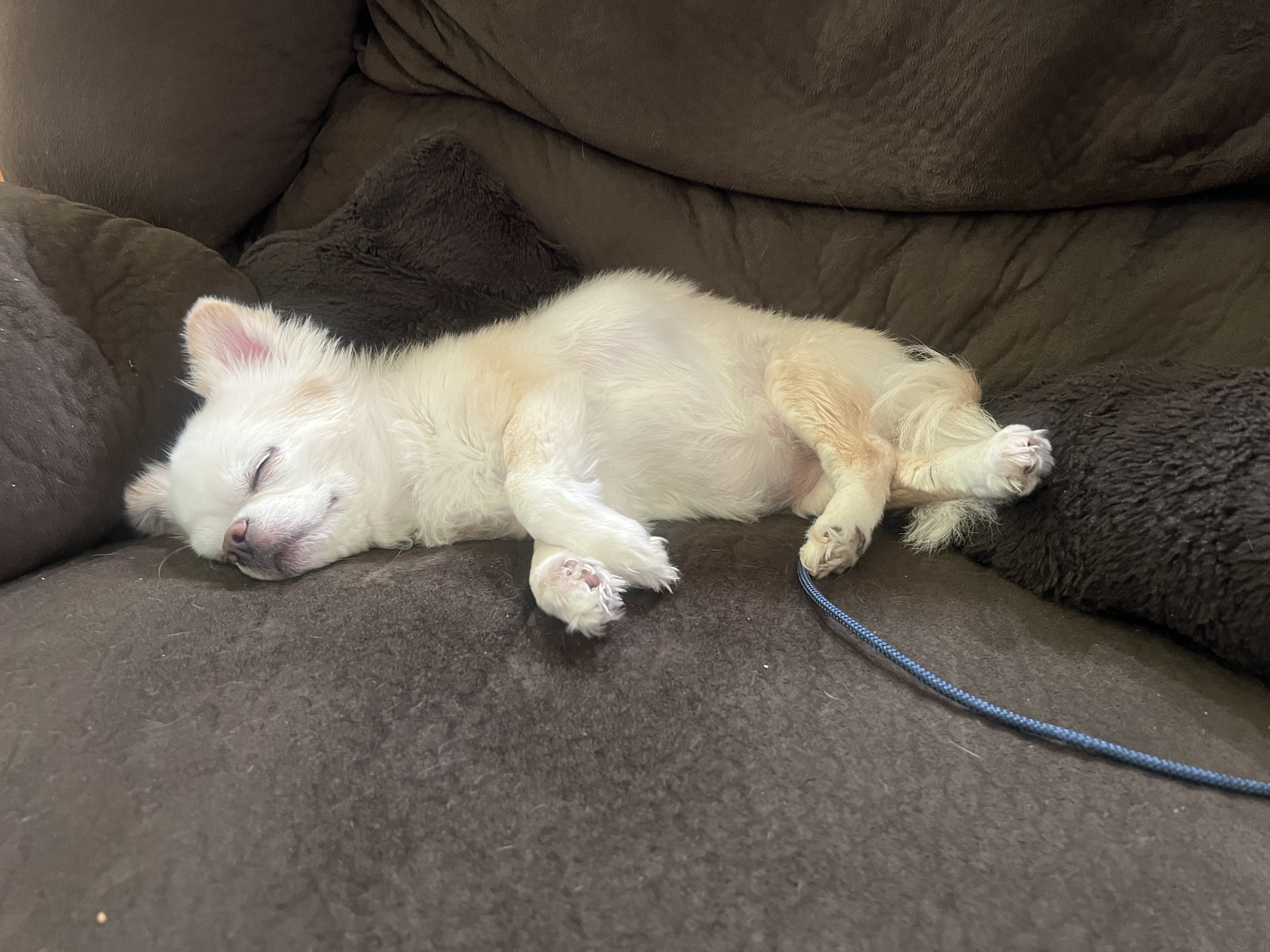 Daisy Naps.jpeg
