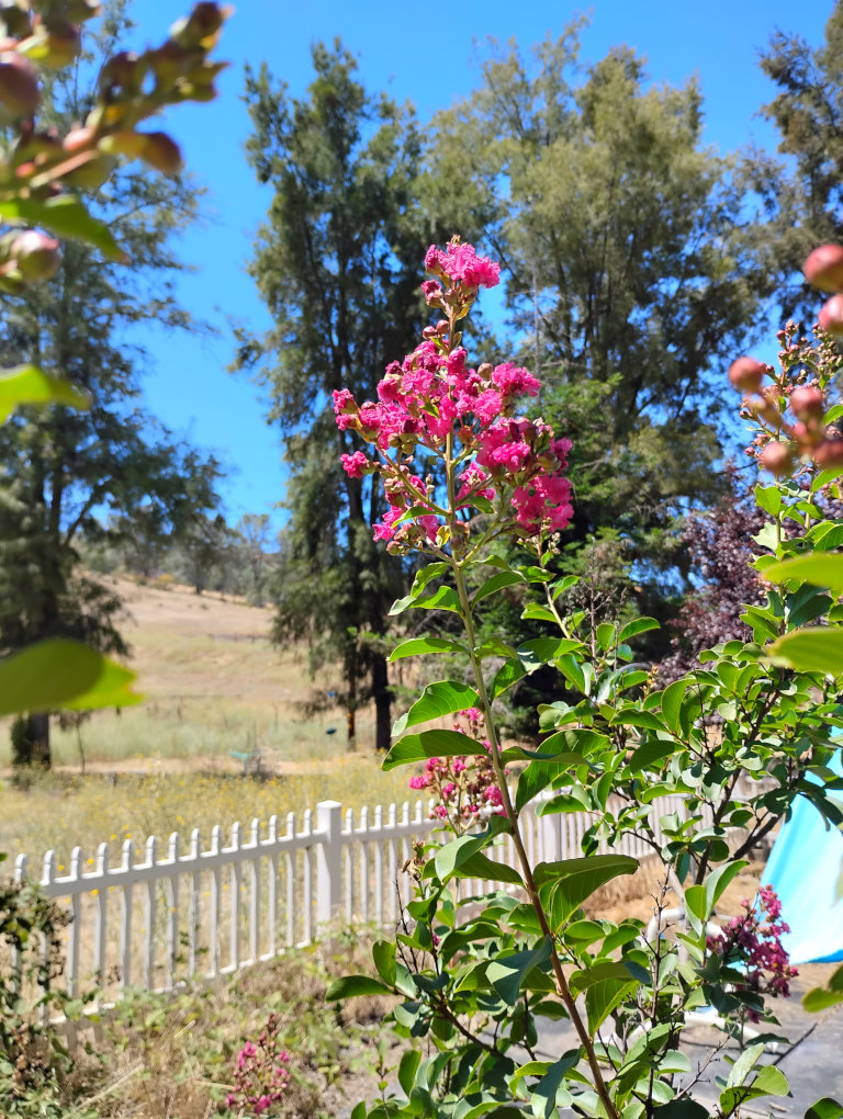 flower4.jpg