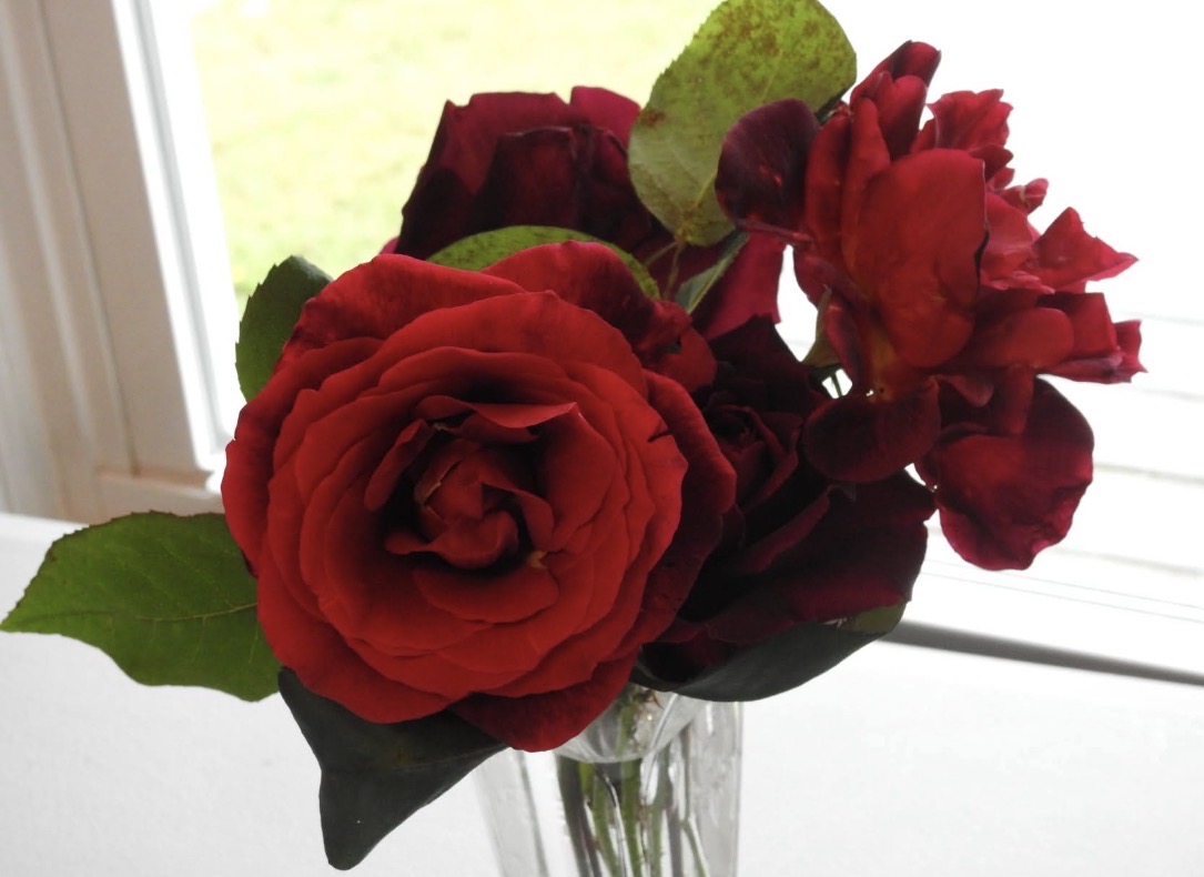 IMG_0528.jpeg