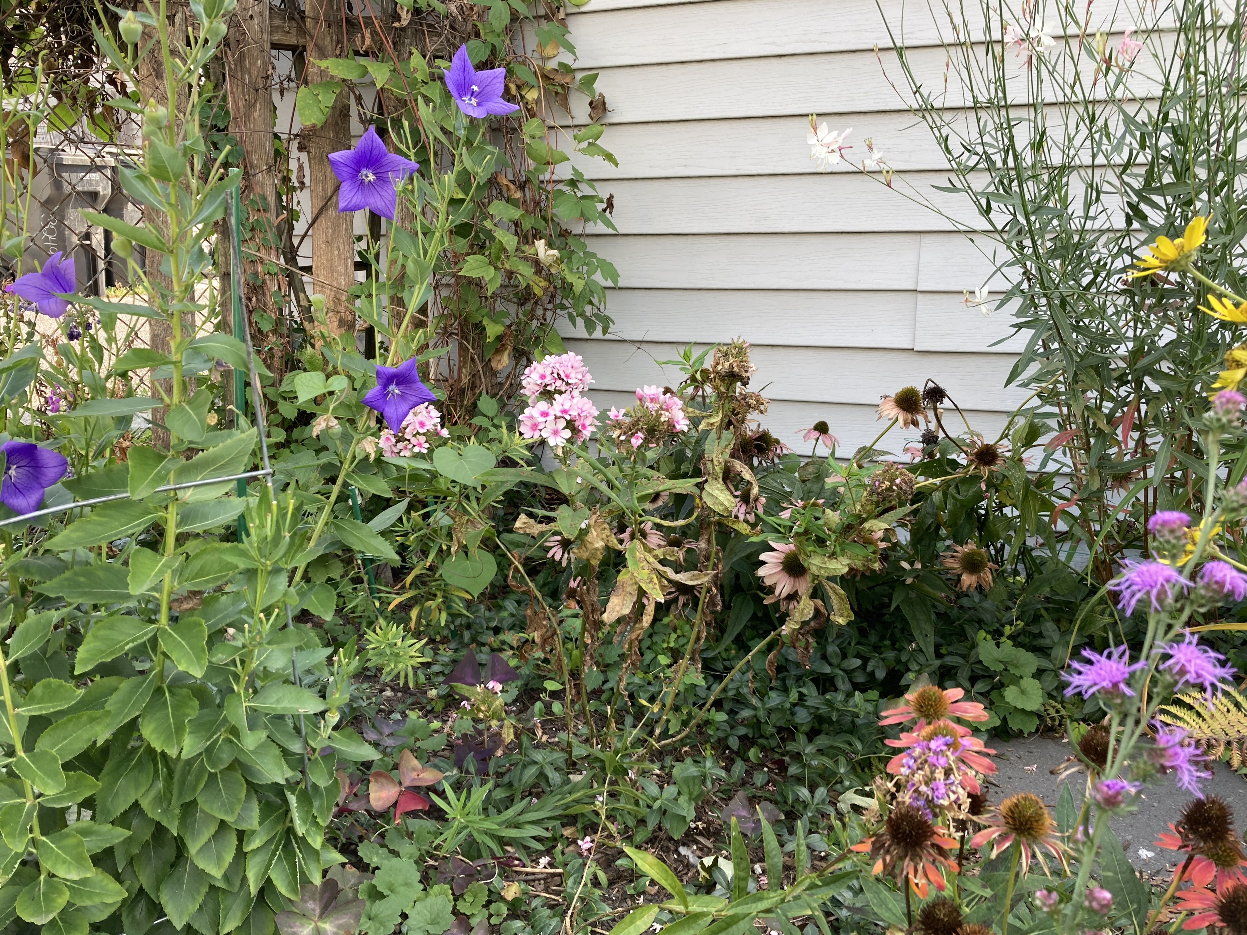IMG_3514_Original.jpeg