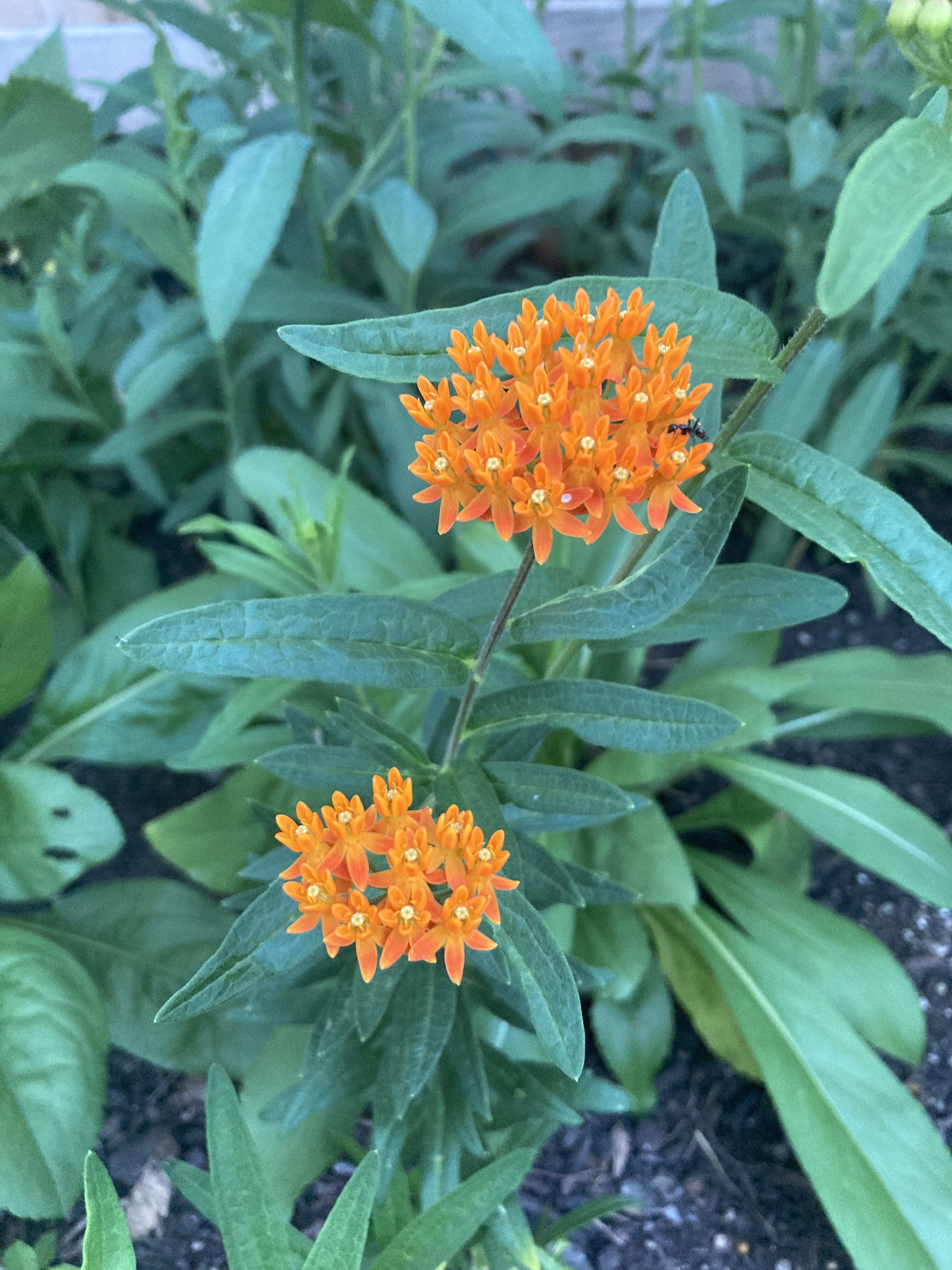 IMG_5842.jpeg