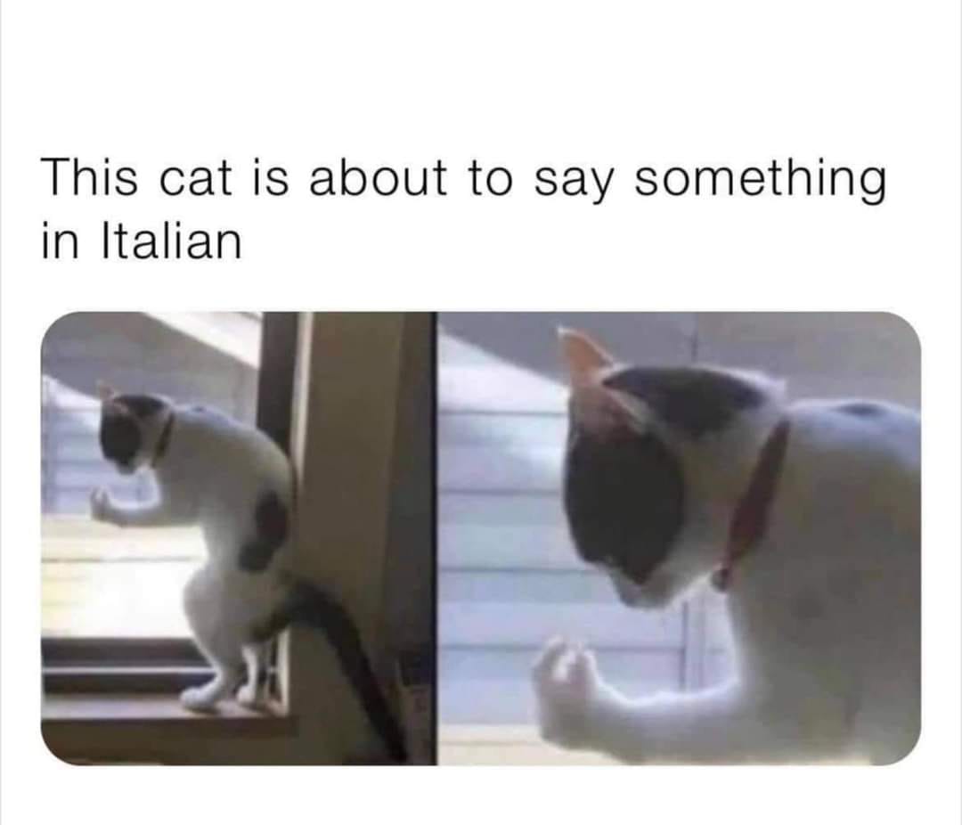 italiancat.jpeg