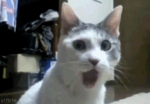 :omgcat: